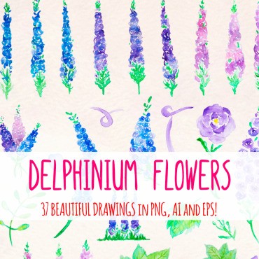 37 Larkspur Delphinium Flower. .  79663