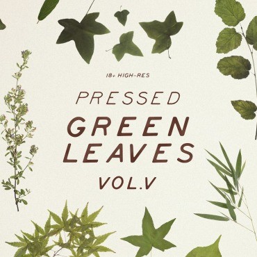 Прессованные зеленые листья VOL.5. Mockups . Артикул 104600